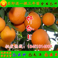 红光橙子苗-接苗 可批发柑桔多品种南方甜橙红