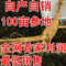 上下架计划:东北长白山特级泡酒新鲜人参现挖 保鲜人参整枝林下参移山参