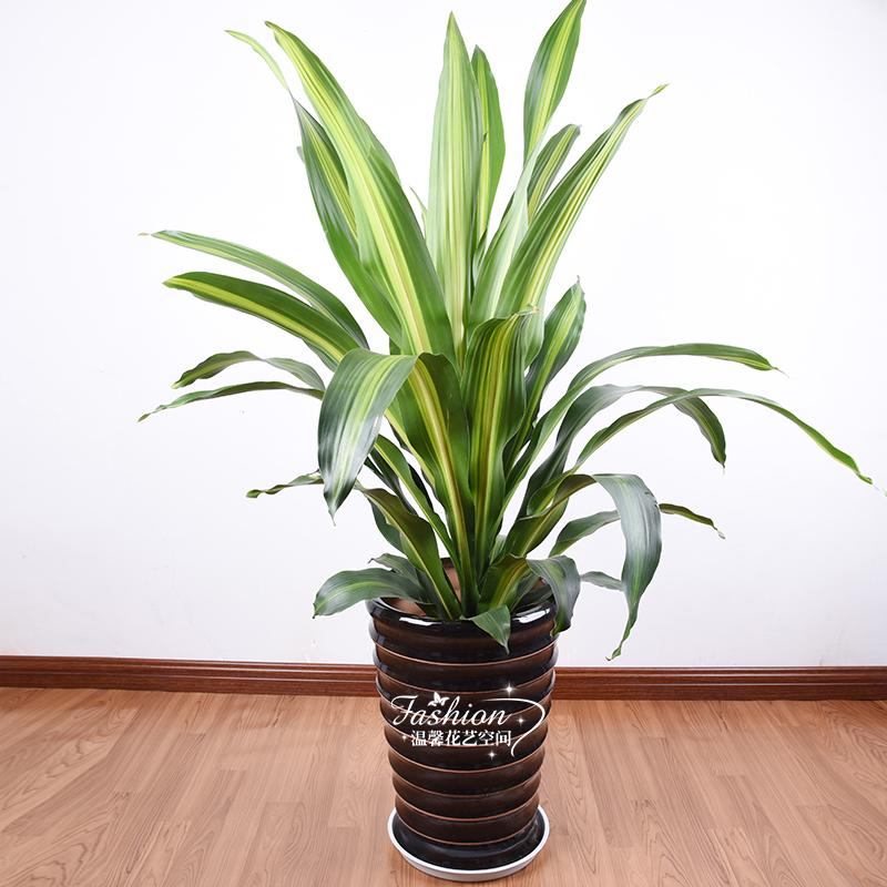 Yemen iron Brazilian iron Potted plant large indoor Office a living room Green plant Clean air Formaldehyde absorption Houseplantsin the Flower delivery/Flowers simulation/Plants gardening , Flowers/Potted plants (New) , Plants category - from Buy2taobao.com to provide professional Taobao agent buy service