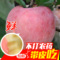 上下架计划:河南特产豫东红富士 苹果5斤一箱青 红水果特价批发包邮脆甜多汁