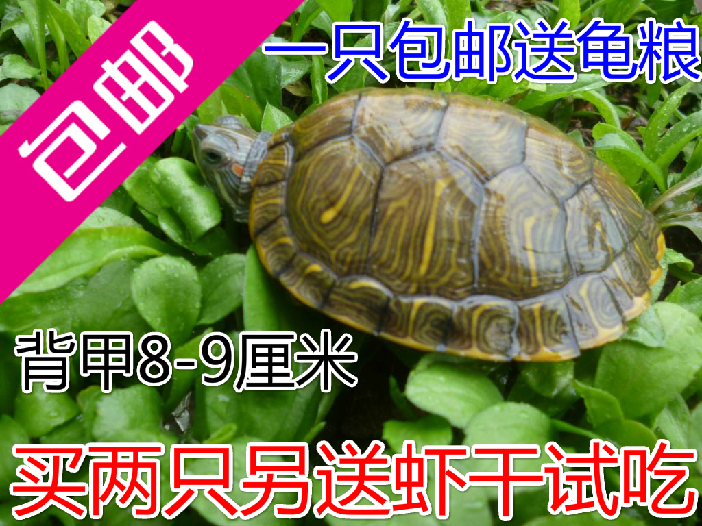 包郵】巴西彩龜8~9cm巴西龜烏龜招財龜紅耳龜水龜情侶紅龜觀賞龜在類目 寵物/寵物食品及用品, 水族世界, 龜/鱉中 - 來自Buy2taobao.com提供專業的淘寶代購服務