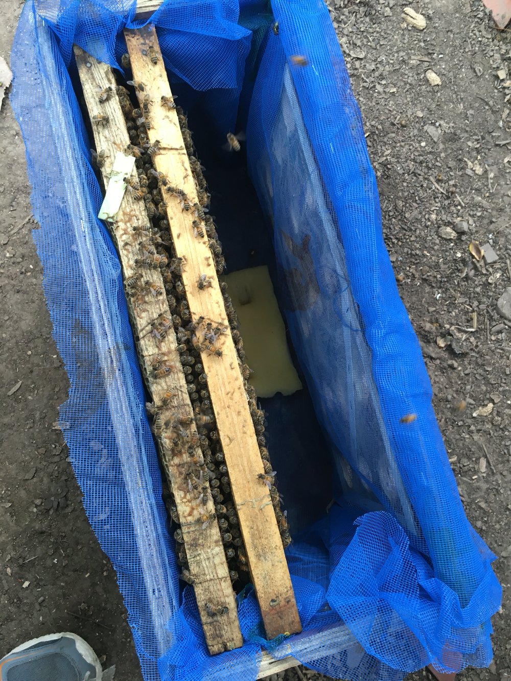 出售活体意蜂蜂群低价免邮费蜜蜂蜂群笼蜂蜂箱巢脾约1斤非中蜂群|ruв категории животное/Животное питание и принадлежностей, других домашних животных, других домашних животных - от Buy2taobao.com для оказания профессиональной услуги покупки агента Taobao