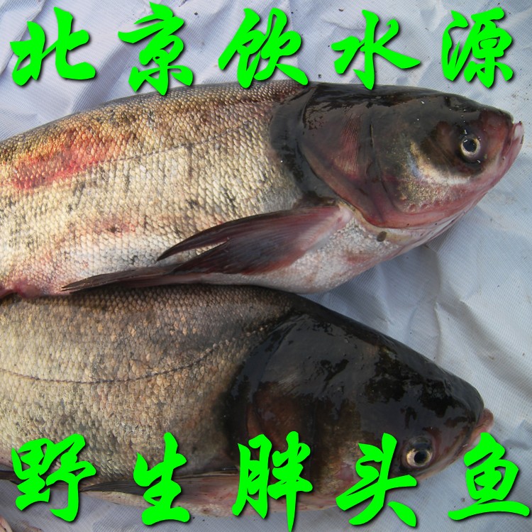 北京密雲水庫魚胖頭魚鮮魚 水庫大頭魚新鮮胖頭魚野生5斤起拍在類目 水產肉類/新鮮蔬果/熟食, 海鮮/水產品/製品, 淡水魚類中 - 來自Buy2taobao.com提供專業的淘寶代購服務