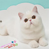 纯白色加菲猫异国短毛猫，纯白加菲活体幼猫纯种，家养加菲猫幼猫g