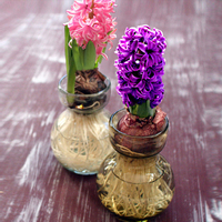 彩马尾铁客厅阳台盆栽-盆栽玫瑰蔷薇月季花苗