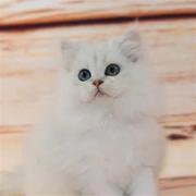 出售活体幼猫长毛猫家养宠物猫绿眼金吉拉波斯猫纯种金吉拉幼猫p