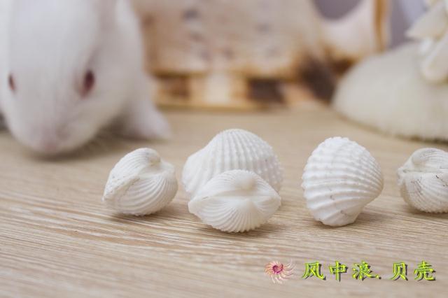 迷你蛤2cm左右天然小贝壳海螺鱼缸桌面花盆家居地中海风情装饰品在类目 家居饰品, 创意饰品, 海螺/贝壳/珊瑚中 - 来自Buy2taobao.com提供专业的淘宝代购服务