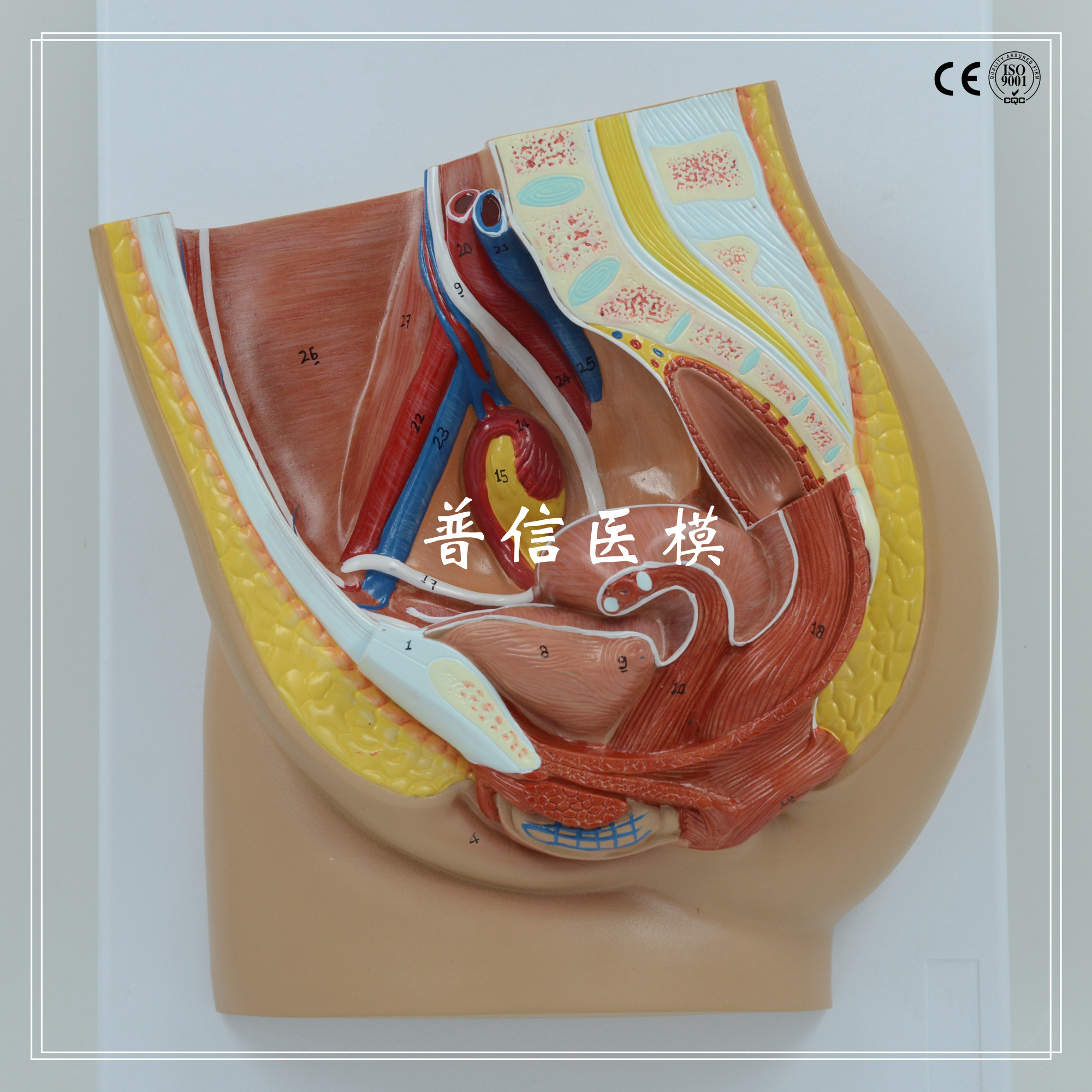 普信 正中矢状切面女盆腔模型 女性骨盆 泌尿系统 医学器官解剖