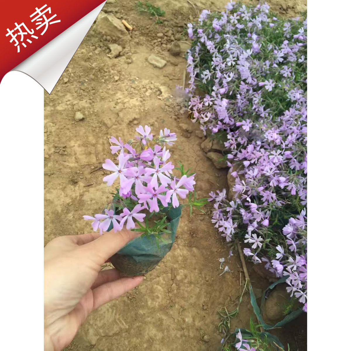芝樱花苗 丛生福禄考 宿根花卉 日本 芝樱花小苗 盆栽 耐寒花卉在类目 鲜花速递/花卉仿真/绿植园艺, 花卉/绿植盆栽(新), 花卉中 - 来自Buy2taobao.com提供专业的淘宝代购服务