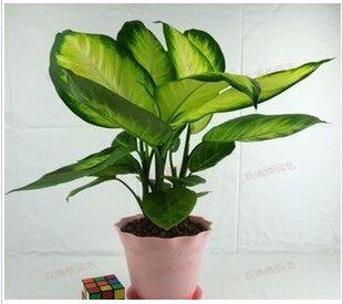 室内吸甲醛净化空气盆栽 银皇后 花叶万年青 彩色观叶植物盆景