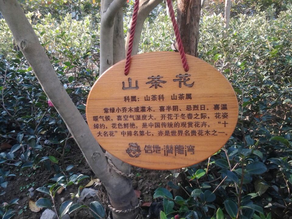 树牌防腐木雕刻牌匾牌铭牌雕刻牌树挂牌树铭牌
