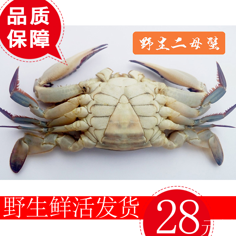 Laizhou Bay Yantai Blue crab Fresh Flying Crab Crab wild Crabs Crabs Crab seafood 10 Only Free Shippingin the Aquatic meat/Fresh fruits and vegetables/Cooked , Seafood/Aquatic/Product , Crabs , Crabs products category - from Buy2taobao.com to provide professional Taobao agent buy service