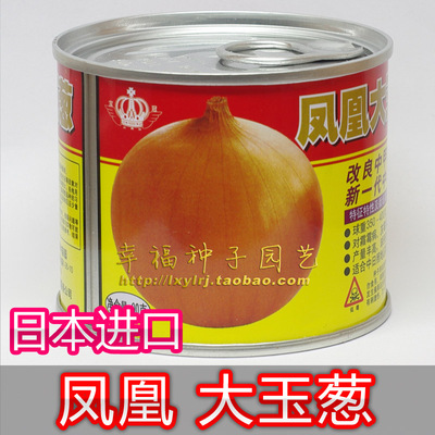 【凤凰大玉洋葱种子】 日本进口 球葱圆葱 中日照类型 早熟丰产