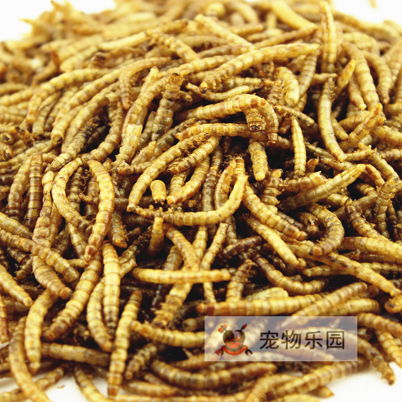散裝面包蟲幹黃粉蟲 魚糧龍魚飼料龜糧倉鼠糧鳥食500/1斤包郵在類目 寵物/寵物食品及用品, 倉鼠類及其它小寵, 飼料/零食中 - 來自Buy2taobao.com提供專業的淘寶代購服務