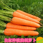 农家自种新鲜蔬菜胡萝卜农家肥带泥胡萝卜宝宝胡萝卜5斤
