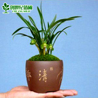 彩马尾铁客厅阳台盆栽-盆栽玫瑰蔷薇月季花苗