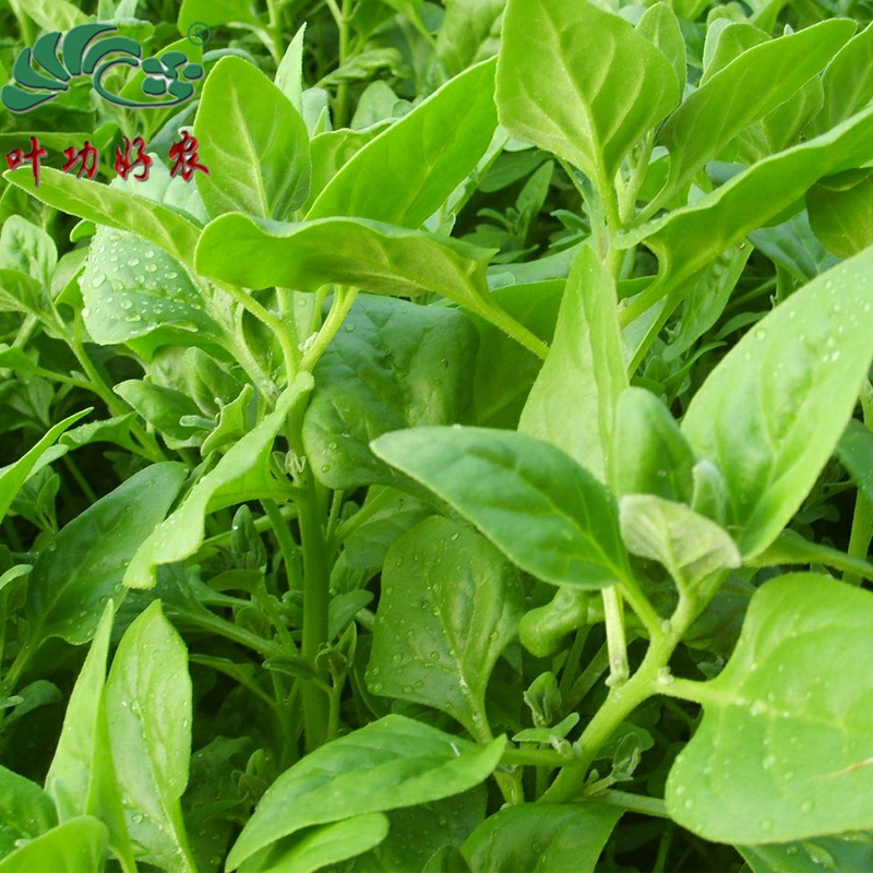新鮮野菠菜 番杏 菠菜火鍋菜野菜沙拉涼拌洋蔬菜500g在類目 水產肉類/新鮮蔬果/熟食, 新鮮蔬菜/蔬菜製品, 新鮮蔬菜, 其它中 - 來自Buy2taobao.com提供專業的淘寶代購服務
