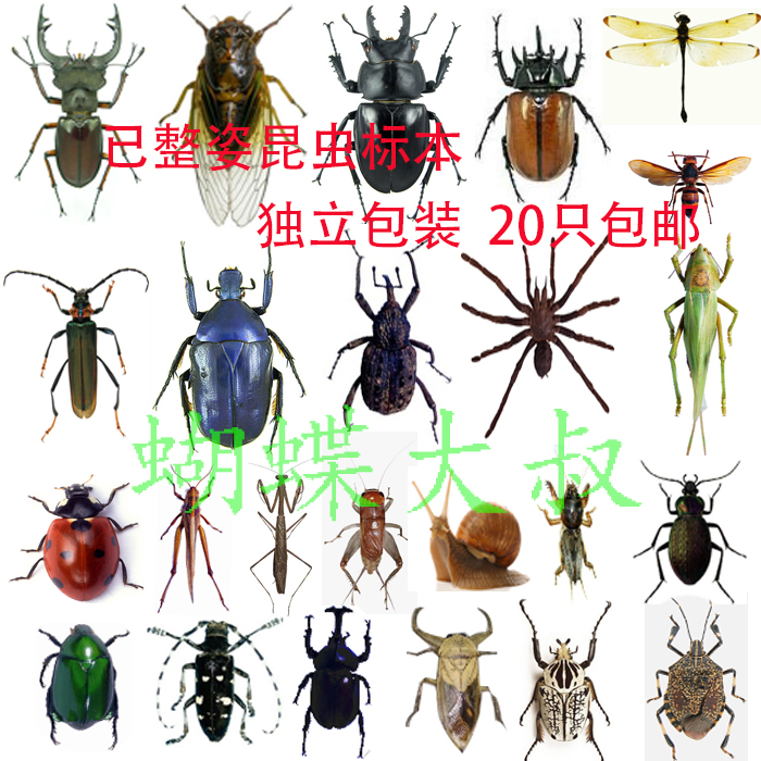 昆虫标本 已整姿甲虫 独角仙锹甲蜻蜓天牛螳螂标本损坏不赔在类目 玩具/童车/益智/积木/模型, 学习/实验/绘画文具, 科学实验中 - 来自Buy2taobao.com提供专业的淘宝代购服务