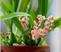 梦香园林-兰，两连株梦香卉 挤压式尖嘴浇水瓶250ml-500ml-多肉植物浇水利器浇水壶价格比较,麦尔网购导航,网购宝搜你实惠