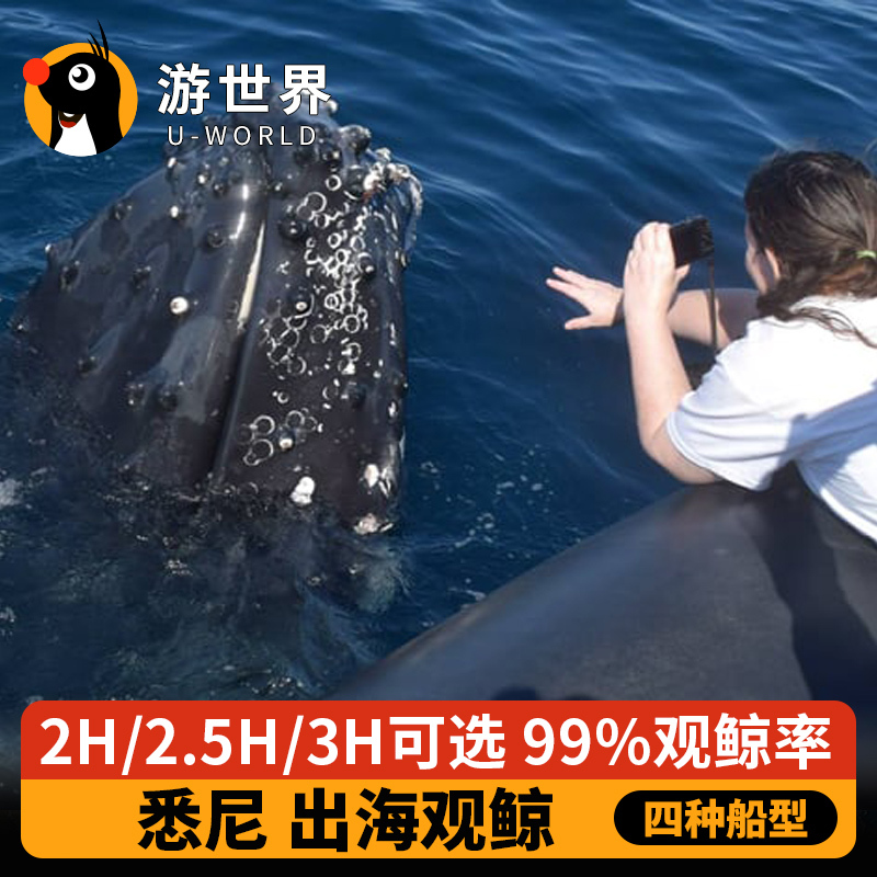 游世界 澳大利亚旅游 悉尼观鲸2小时3小时出海观鲸鱼四种船型选择在类目 度假线路/签证送关/旅游服务, 目的地玩乐, 境外玩乐套餐中 - 来自Buy2taobao.com提供专业的淘宝代购服务
