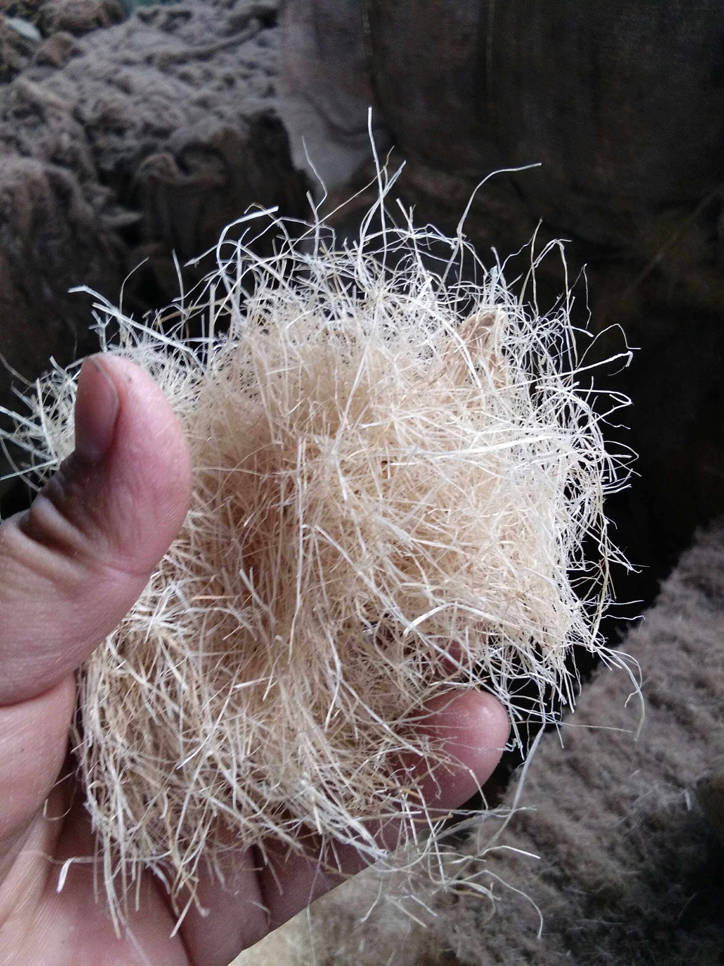 麻刀巴西进口古建筑专用麻刀灰剑麻厂价每斤漂白纯植物纤维在类目 基础建材, 其它基础建材, 基础材料中 - 来自Buy2taobao.com提供专业的淘宝代购服务