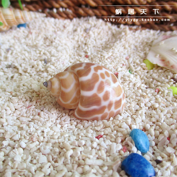 【花花公子螺-蜗居天下】1-4cm寄居蟹替换壳专用 纯天然海螺贝壳在类目 宠物/宠物食品及用品, 水族世界, 蟹中 - 来自Buy2taobao.com提供专业的淘宝代购服务