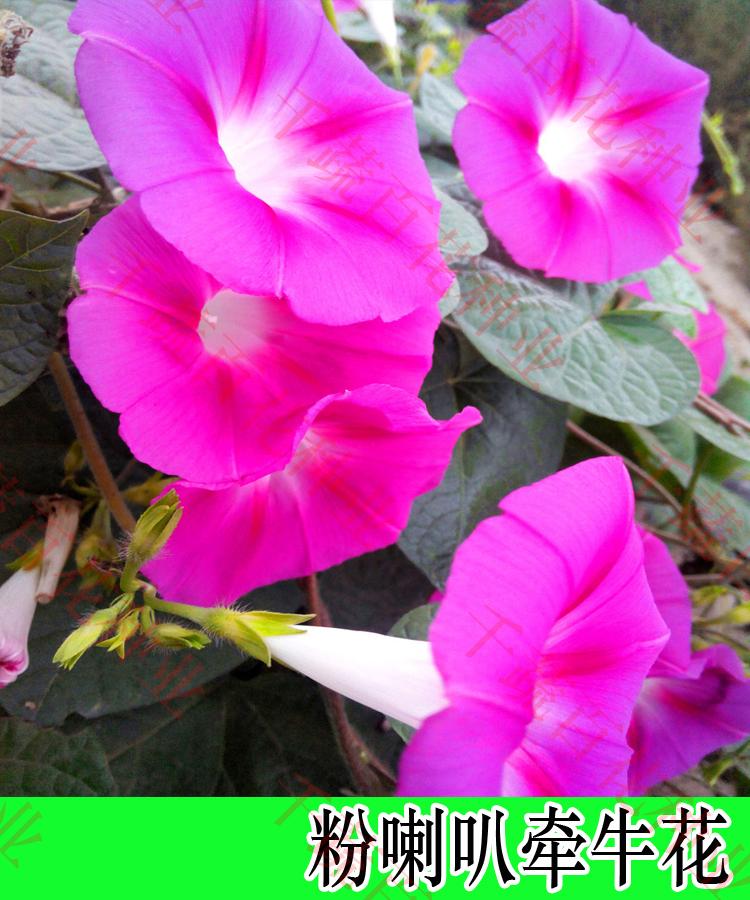 华为荣耀畅玩5C手机壳硅胶NEM-TLOOH软手