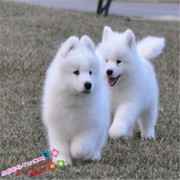 纯种萨摩耶幼犬活体宠物，澳版萨摩耶狗狗幼崽白色，中型家庭犬公母g