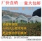 上下架计划:限时特价 622型热镀锌钢管大棚 蔬菜养殖大棚骨架 园艺大棚配件