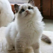 猫舍出售布偶猫活体幼猫海豹双色蓝眼睛长毛布偶宠物猫纯种健康p