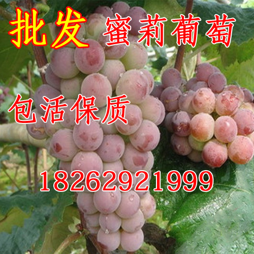 嫁接葡萄苗 蜜莉葡萄 特早蜜莉葡萄苗 含糖量高茉莉香味果树苗木在类目 鲜花速递/花卉仿真/绿植园艺, 庭院植物/行道树木/果树中 - 来自Buy2taobao.com提供专业的淘宝代购服务