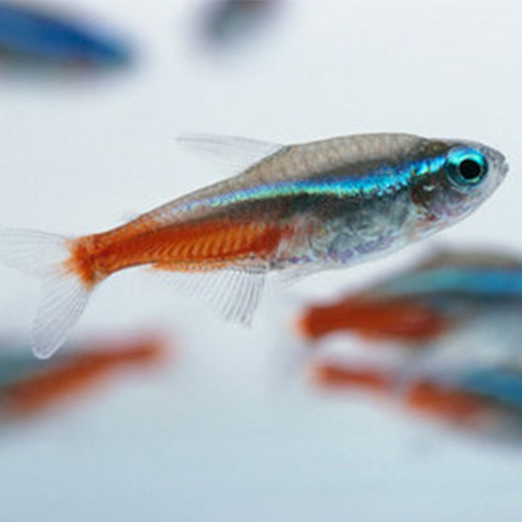 Freshwater fish Traffic light fish small-scale Tropical Freshwater fish Ornamental fish Pets living thing Fish grassin the Pet/Pet food and supplies , Aqua World , Fish category - from Buy2taobao.com to provide professional Taobao agent buy service