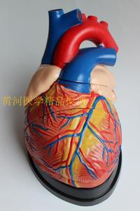 医用彩超科 3倍放大心脏模型 心内科 人体心脏