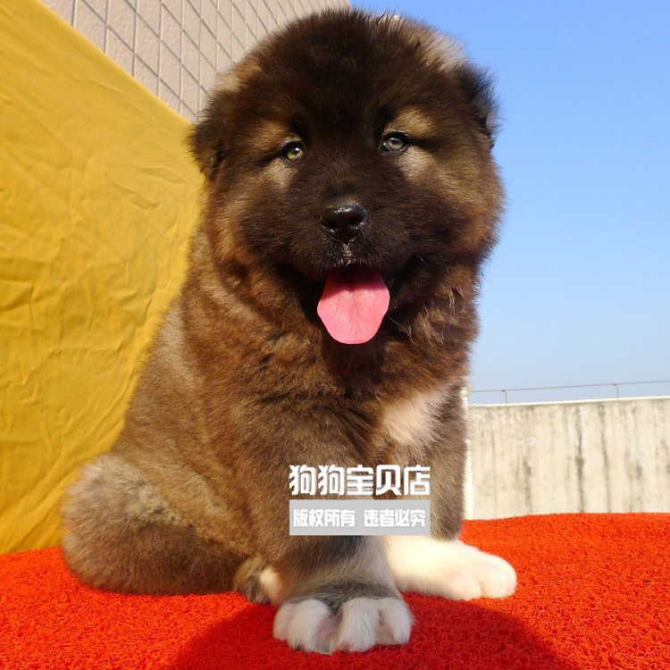 打折高加索犬 幼年犬巨型犬高加索狗 幼犬狼青色看家护院母犬013在类目 宠物/宠物食品及用品, 狗狗中 - 来自Buy2taobao.com提供专业的淘宝代购服务