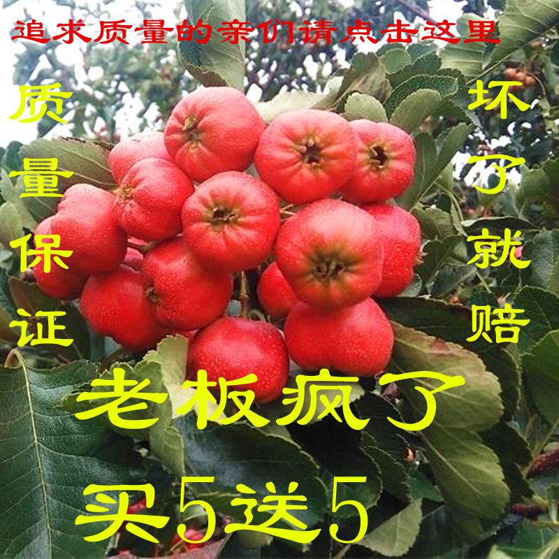 新鲜山楂 大棉球山楂 山楂果 山里红 2500g 5斤装