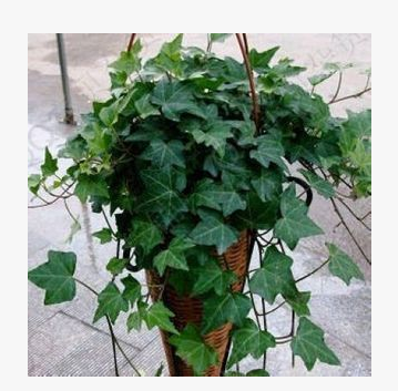 Ivy Chlorophytum Potted plant Phnom Penh Ivy flowers and plants 90% purify atmosphere formaldehyde Indoor plantsin the Flower delivery/Flowers simulation/Plants gardening , Flowers/Potted plants (New) , Flowers category - from Buy2taobao.com to provide professional Taobao agent buy service