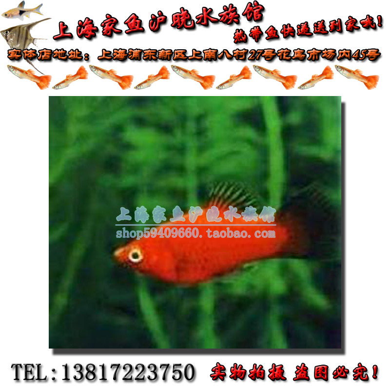 黑尾月光小型鱼观赏鱼热带鱼小胎生鱼小金鱼缸水族箱用品包活活体在类目 宠物/宠物食品及用品, 水族世界, 鱼中 - 来自Buy2taobao.com提供专业的淘宝代购服务