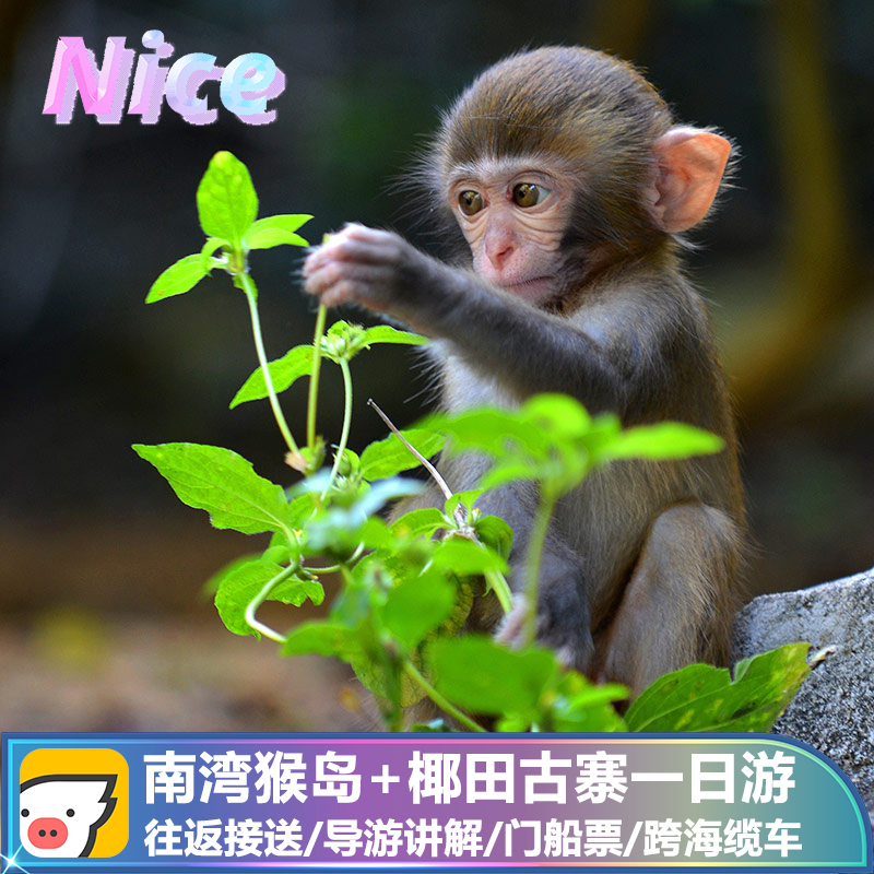 Sanya tourism South Bay Monkey Island one-day tour Coconut Tian Gu Zhai/Rose Valley Pure Play Shuttle Wuzhizhoudaoin the Holiday Line/Visas send off/Travel services , Visit/Tuanyou , Domestic travel with the group category - from Buy2taobao.com to provide professional Taobao agent buy service