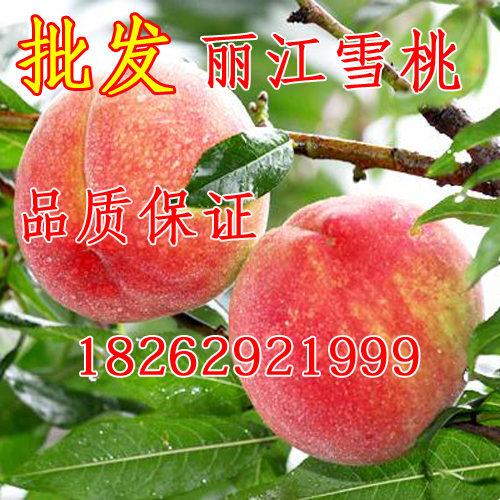 嫁接桃樹苗批發 麗江雪桃樹苗 正宗麗江雪桃苗 雲南冬桃果苗在類目 鮮花速遞/花卉仿真/綠植園藝, 庭院植物/行道樹木/果樹中 - 來自Buy2taobao.com提供專業的淘寶代購服務