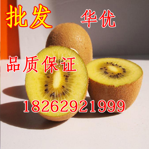 批发果树苗 华优猕猴桃苗 黄心奇异果苗 庭院盆栽地栽果树苗在类目 鲜花速递/花卉仿真/绿植园艺, 庭院植物/行道树木/果树中 - 来自Buy2taobao.com提供专业的淘宝代购服务