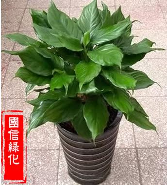 万年青广东万年青 盆栽绿植植物花卉 净化空气吸甲醛除污染