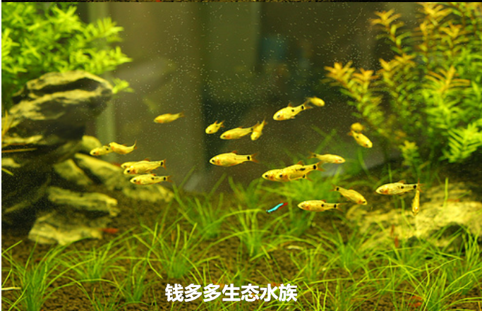 Golden lantern fish Gold bullions Lamp fish Small Fish Shoal of fish Fish Live ornamental fishin the Pet/Pet food and supplies , Aqua World , Fish category - from Buy2taobao.com to provide professional Taobao agent buy service