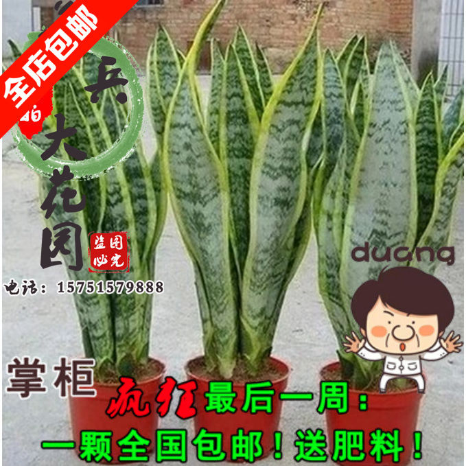 室内盆栽 高金边虎皮兰大虎尾兰吸甲醛净化空气除烟除菌 盆花
