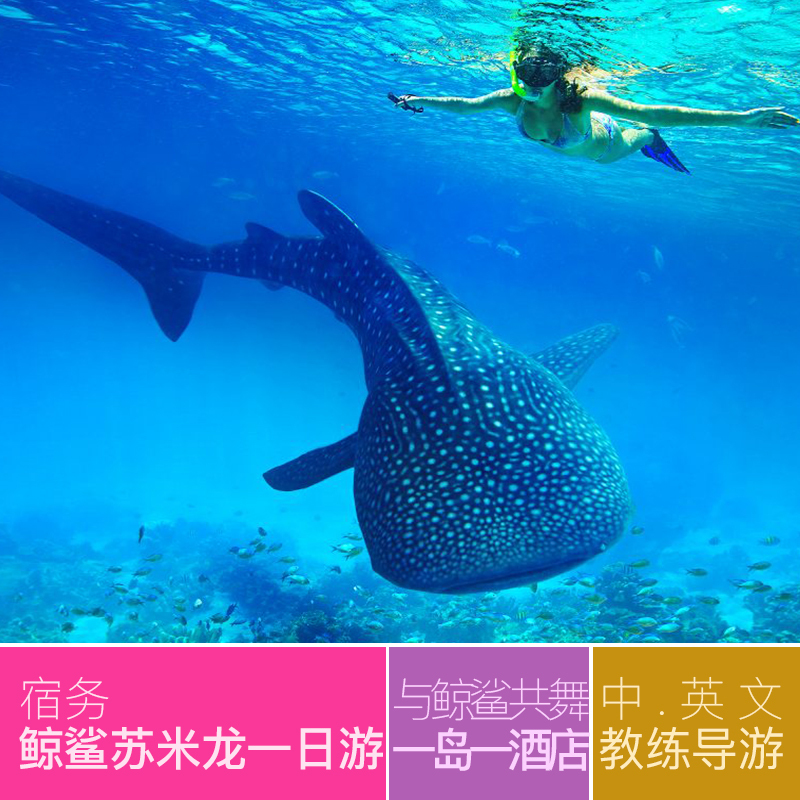 海鸟窝旅游 宿务出发oslob 鲸鲨苏米龙 一日游宿雾浮潜中英文导游在类目 度假线路/签证送关/旅游服务, 自由行/跟团游, 境外当地玩乐中 - 来自Buy2taobao.com提供专业的淘宝代购服务