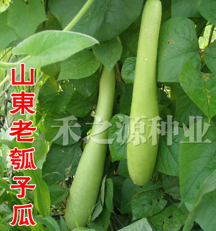 Shandong Gourd Gourd seed The contents of organic Vegetable gourd Seeds Taste Vegetables seed Four seasonsin the Agricultural goods , Seed/Seedlings , Vegetable Seeds category - from Buy2taobao.com to provide professional Taobao agent buy service