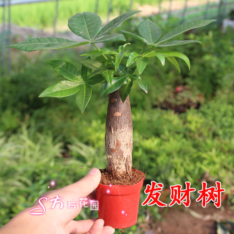 室内 花卉 盆景 植物 独杆发财树盆栽 客厅创意花草 观叶绿植在类目 鲜花速递/花卉仿真/绿植园艺, 花卉/绿植盆栽(新), 绿植中 - 来自Buy2taobao.com提供专业的淘宝代购服务