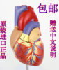 (买1赠2)进口心脏解剖模型，(2部件)-11心脏模型心脏模型