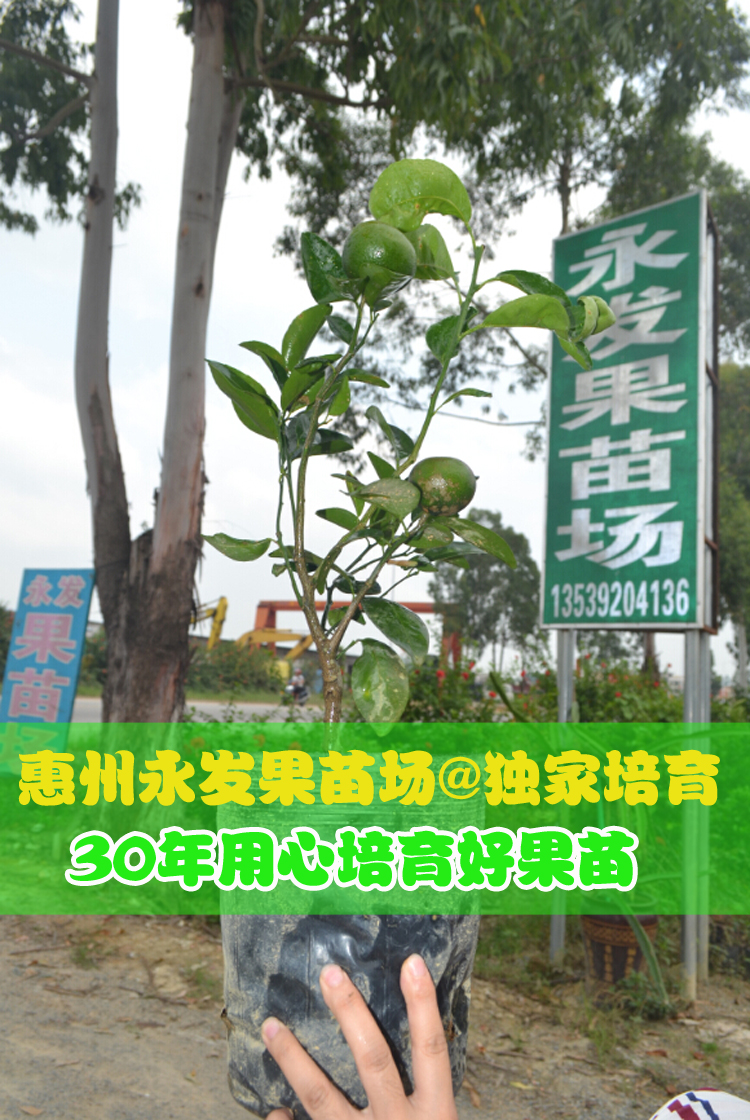 沙糖桔果樹盆栽砂糖桔苗當年結果樹南方果樹苗嫁接樹苗在類目 鮮花速遞/花卉仿真/綠植園藝, 花園植物/行道樹/果樹, 果樹中 - 來自Buy2taobao.com提供專業的淘寶代購服務