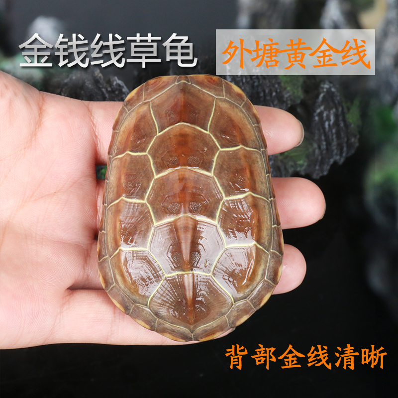 金线龟活养殖场金线龟活物淡水宠物乌龟活体两栖野生养殖黑腹补钙在类目 宠物/宠物食品及用品, 水族世界, 龟/鳖中 - 来自Buy2taobao.com提供专业的淘宝代购服务