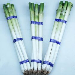 尚时鲜 去叶大葱农家新鲜大葱山东特产铁杆大